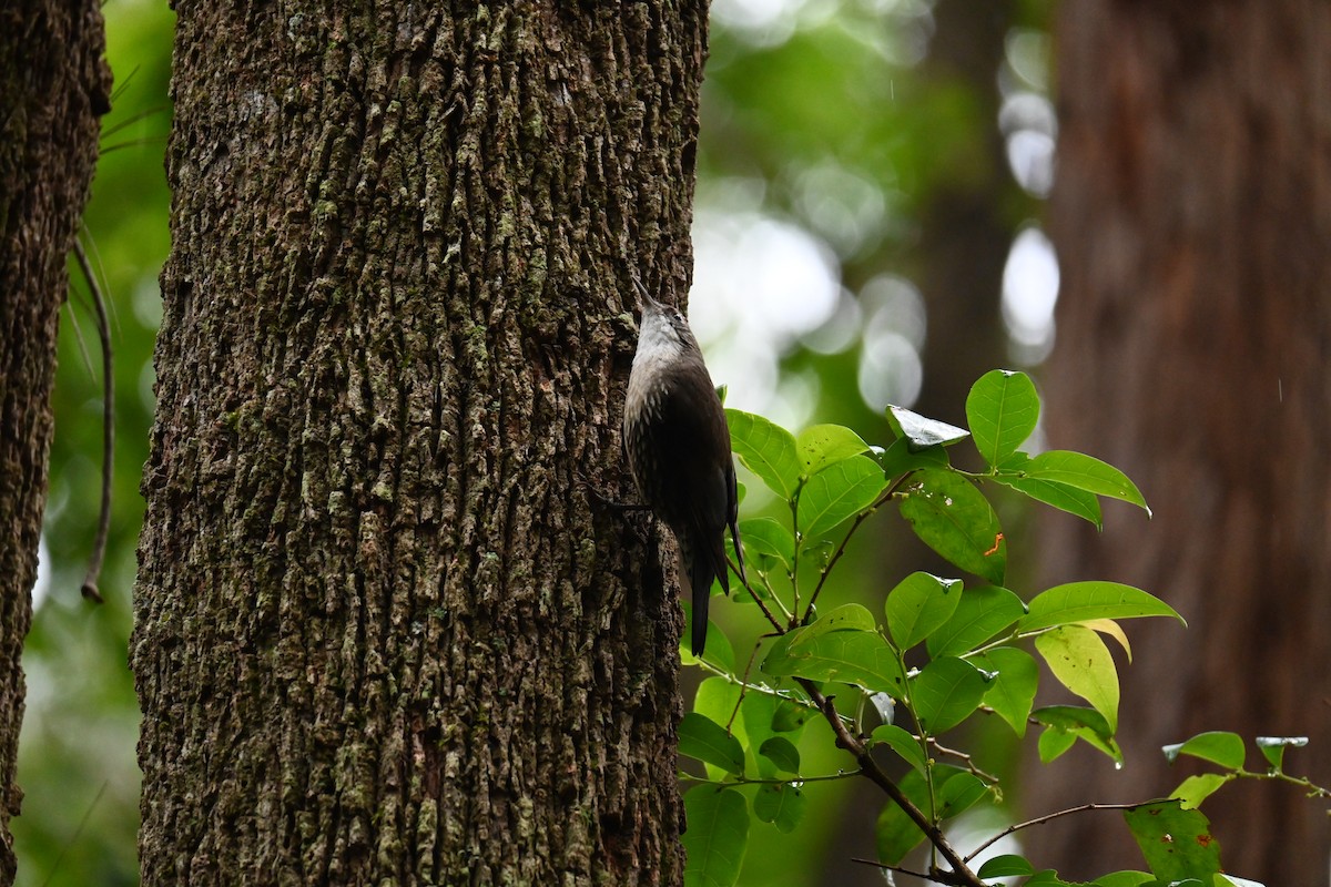 Katanar paparzuria - ML644734059