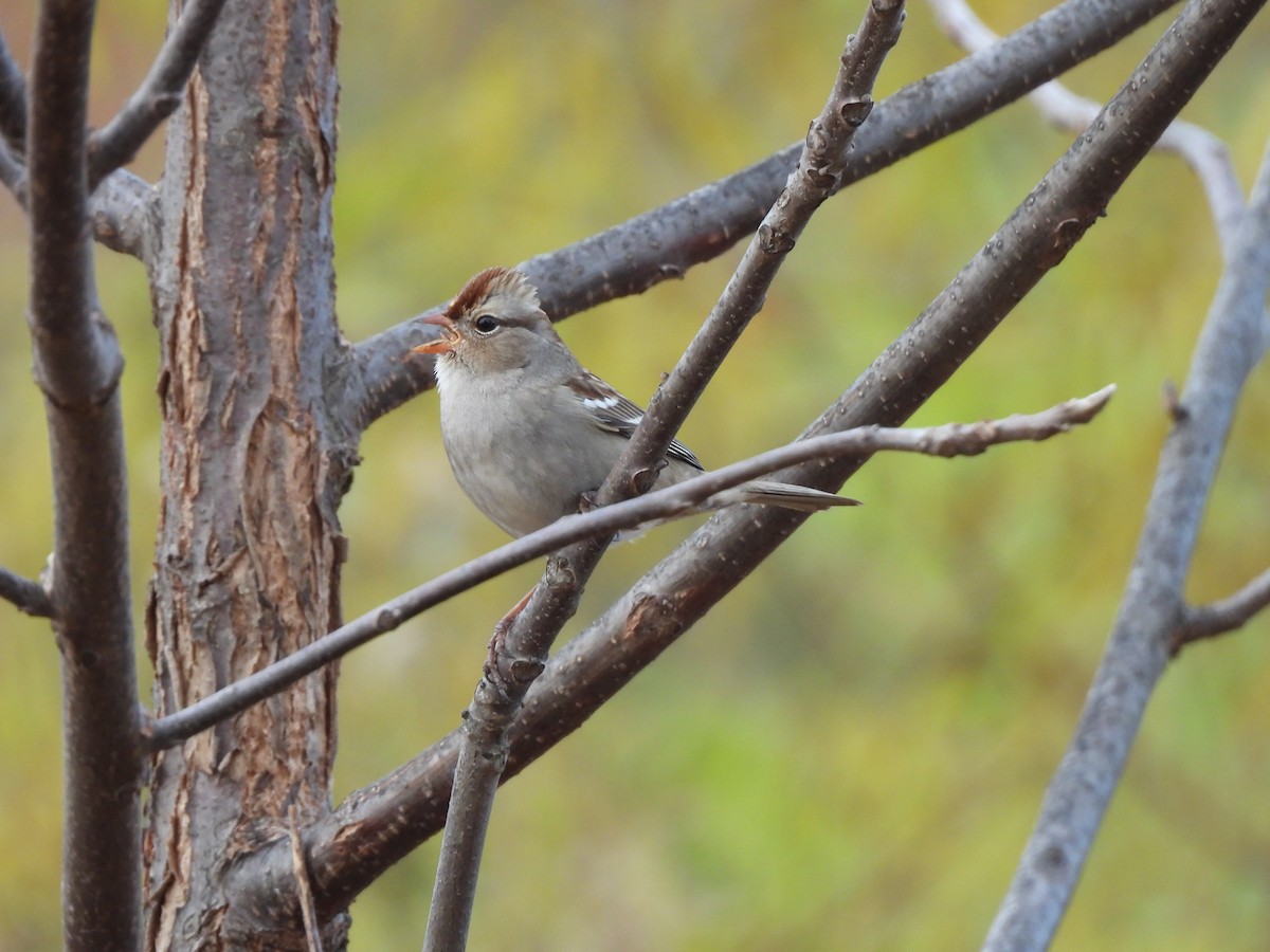 Белобровая овсянка - ML644734060