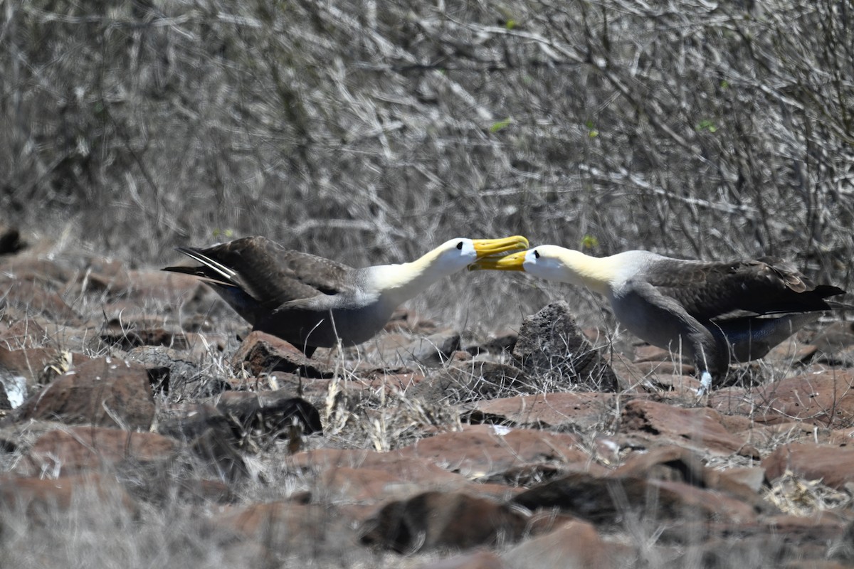 albatros galapážský - ML644734062