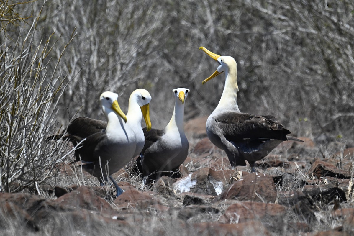 albatros galapážský - ML644734064