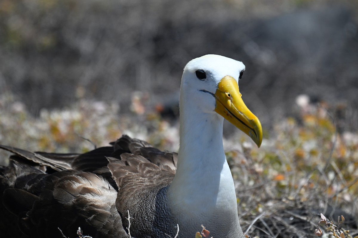 albatros galapážský - ML644734065