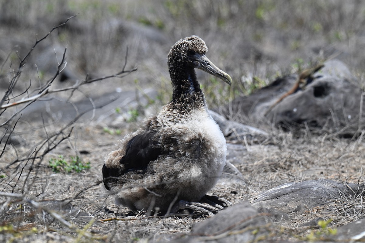 albatros galapážský - ML644734066