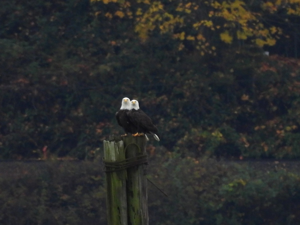 Pygargue à tête blanche - ML644734068
