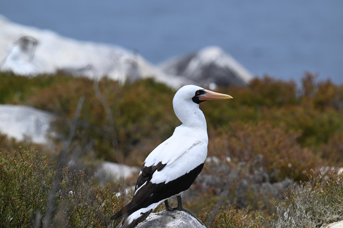 terej tichomořský - ML644734070