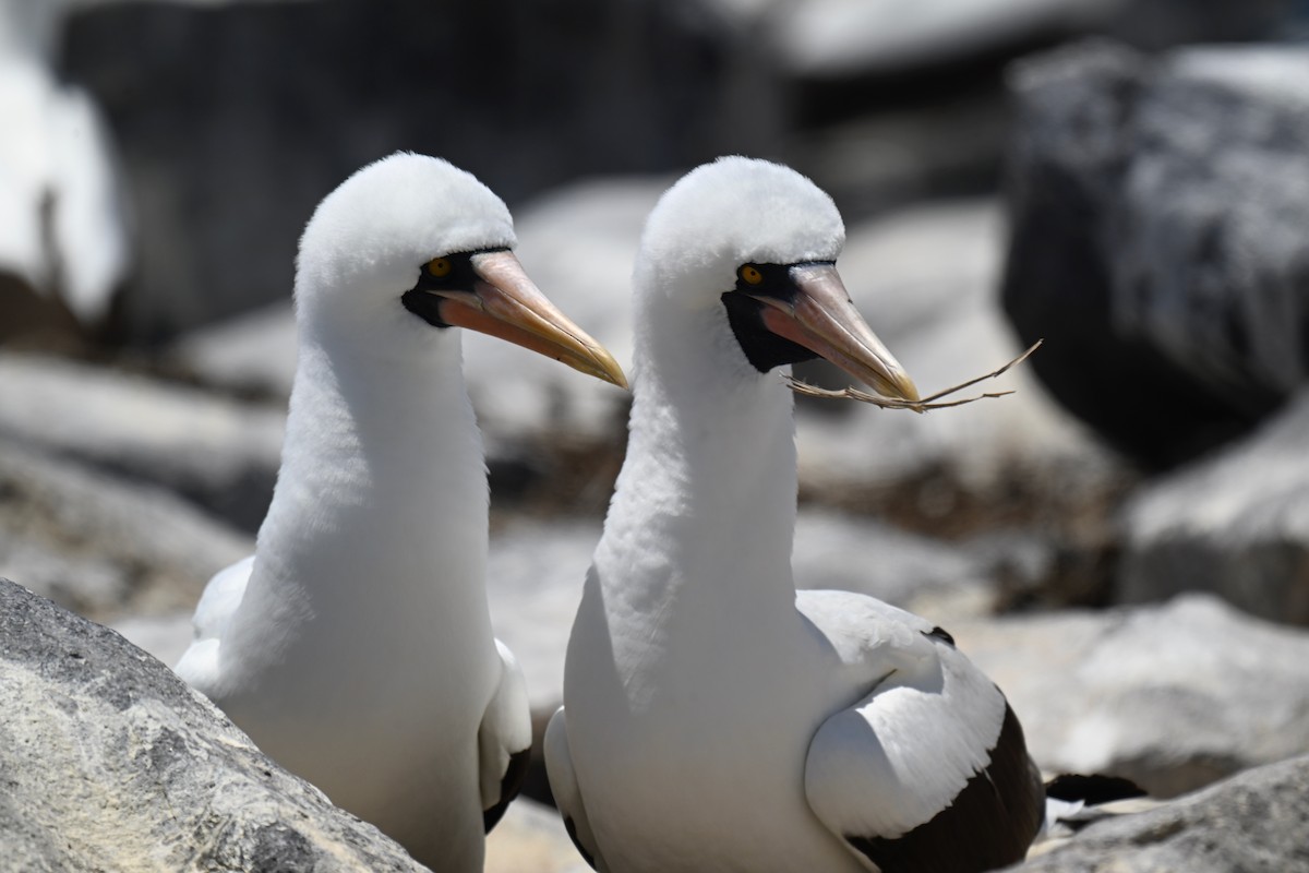 terej tichomořský - ML644734071