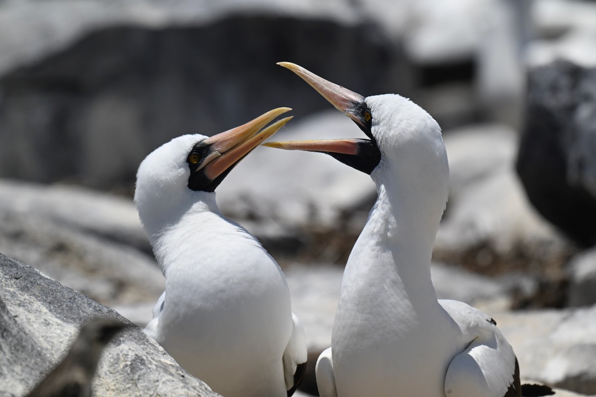 terej tichomořský - ML644734073