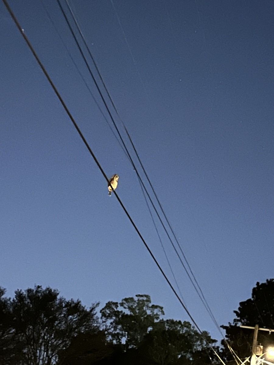 puštík proužkovaný - ML644734074