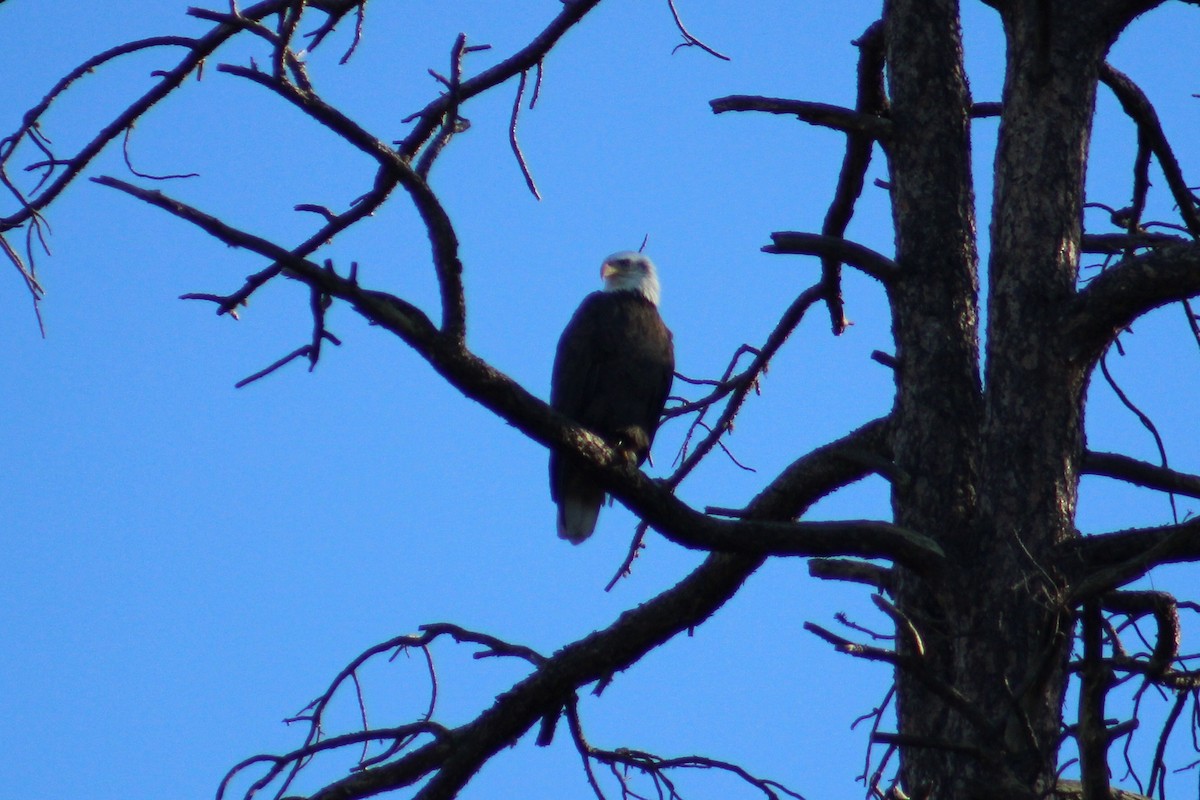 Pygargue à tête blanche - ML644734081