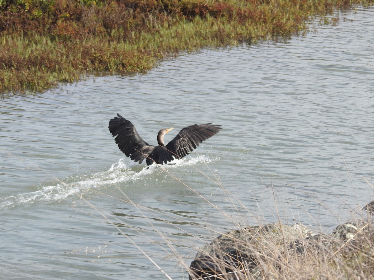 Double-crested Cormorant - ML644734100
