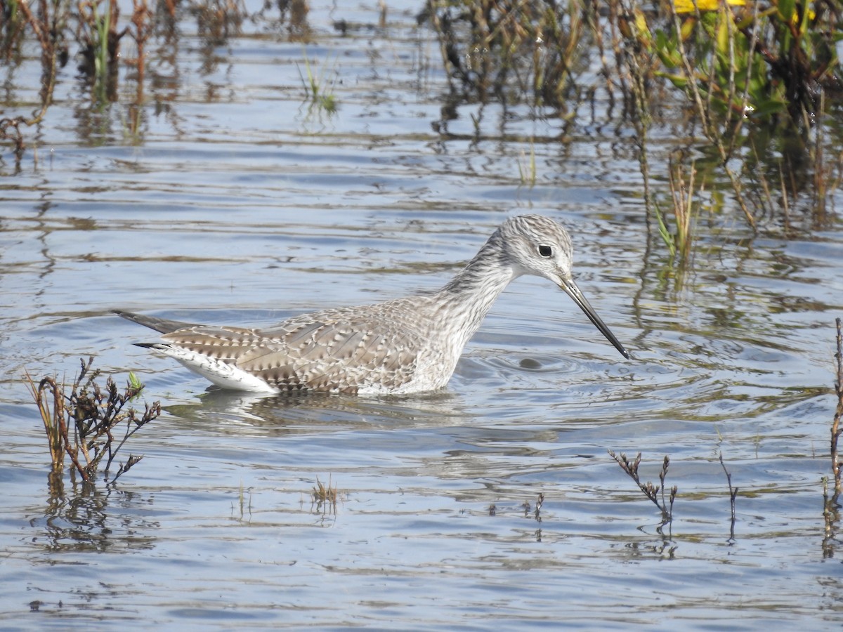 Greater Yellowlegs - ML644734104