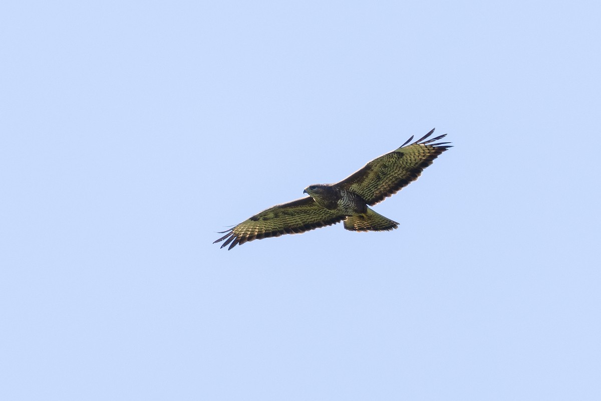 Buse variable - ML644734105