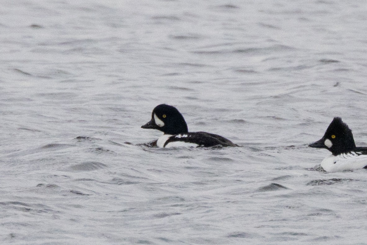 Barrow's Goldeneye - ML644734108