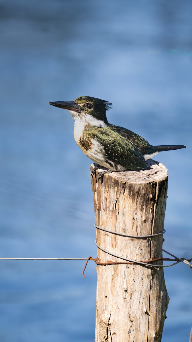 Amazon Kingfisher - ML644734125