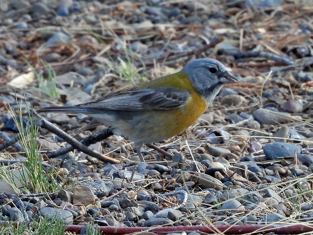 Gray-hooded Sierra Finch - ML644734133