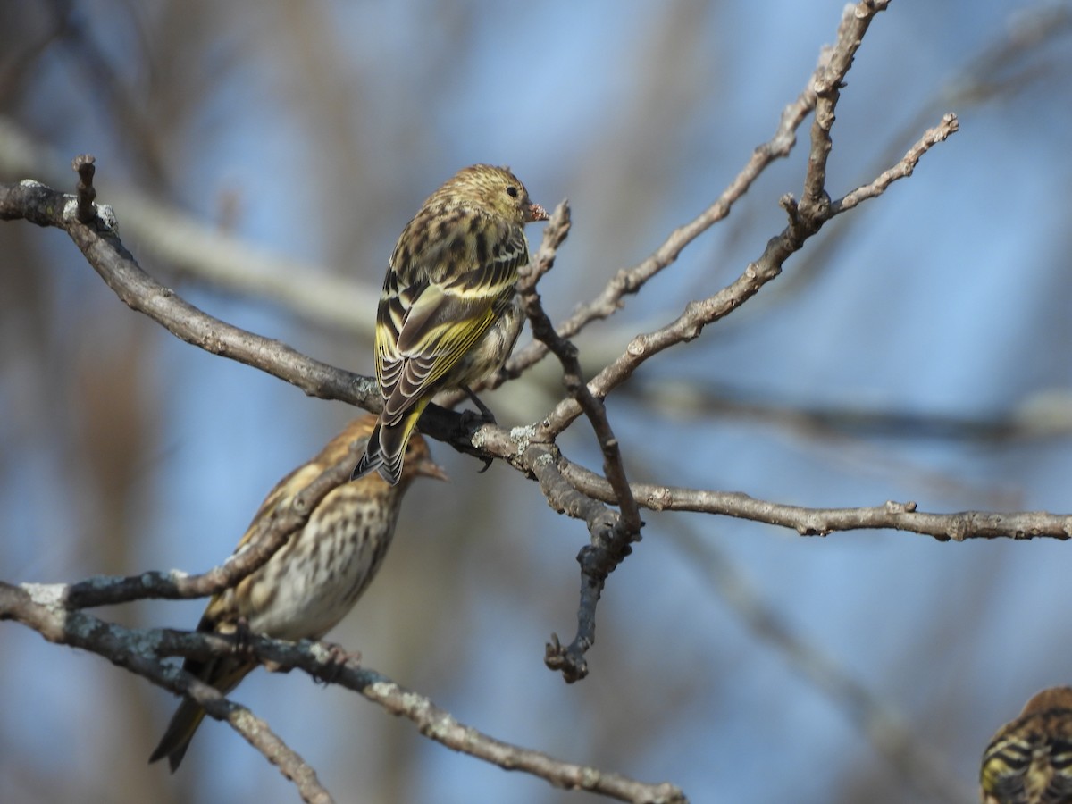 Pine Siskin - ML644734134