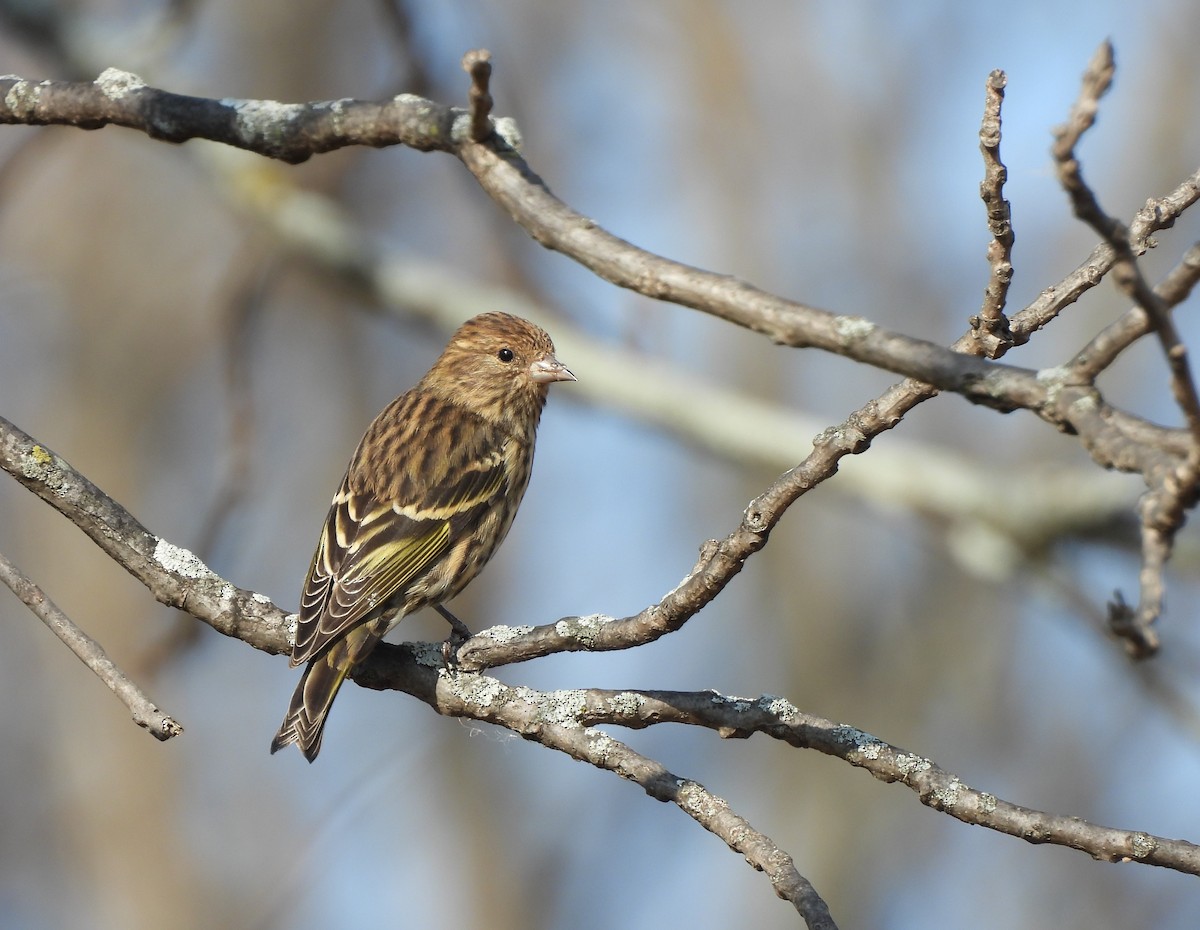 Pine Siskin - ML644734136