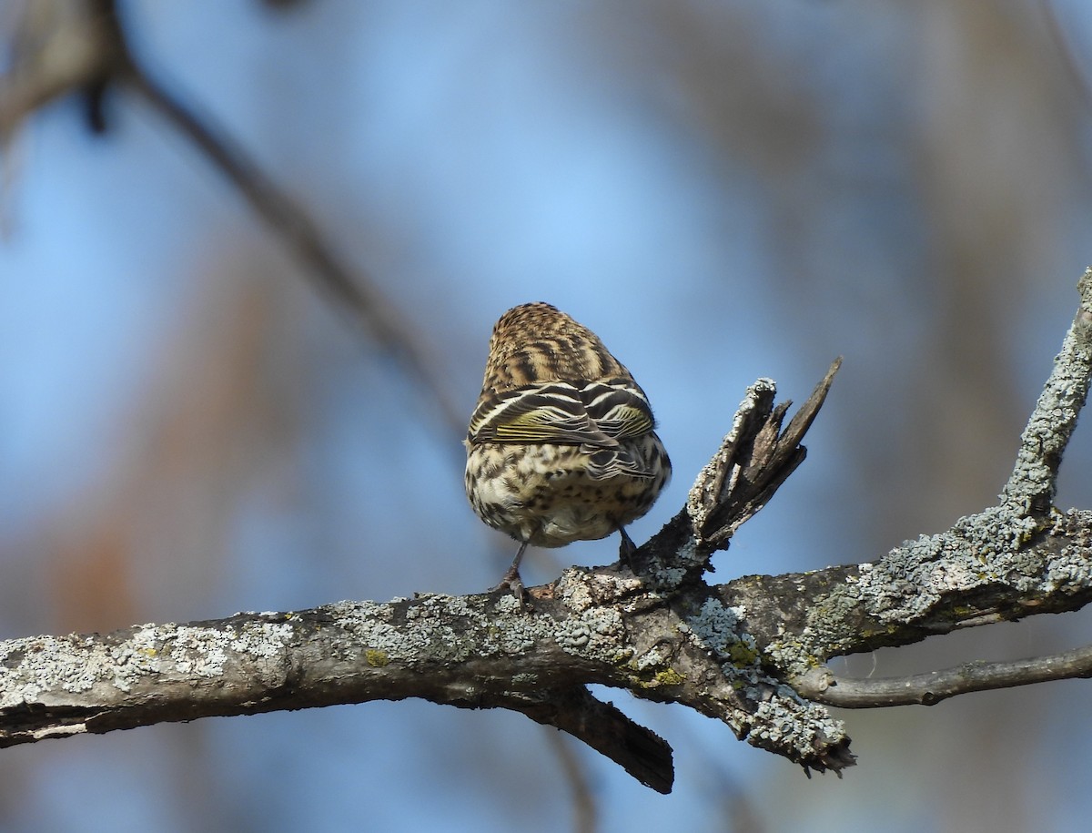 Pine Siskin - ML644734138