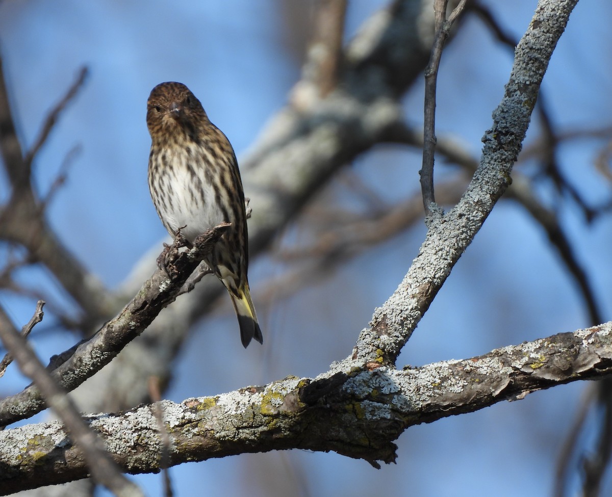 Pine Siskin - ML644734142