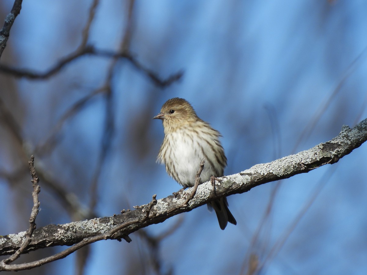 Pine Siskin - ML644734147