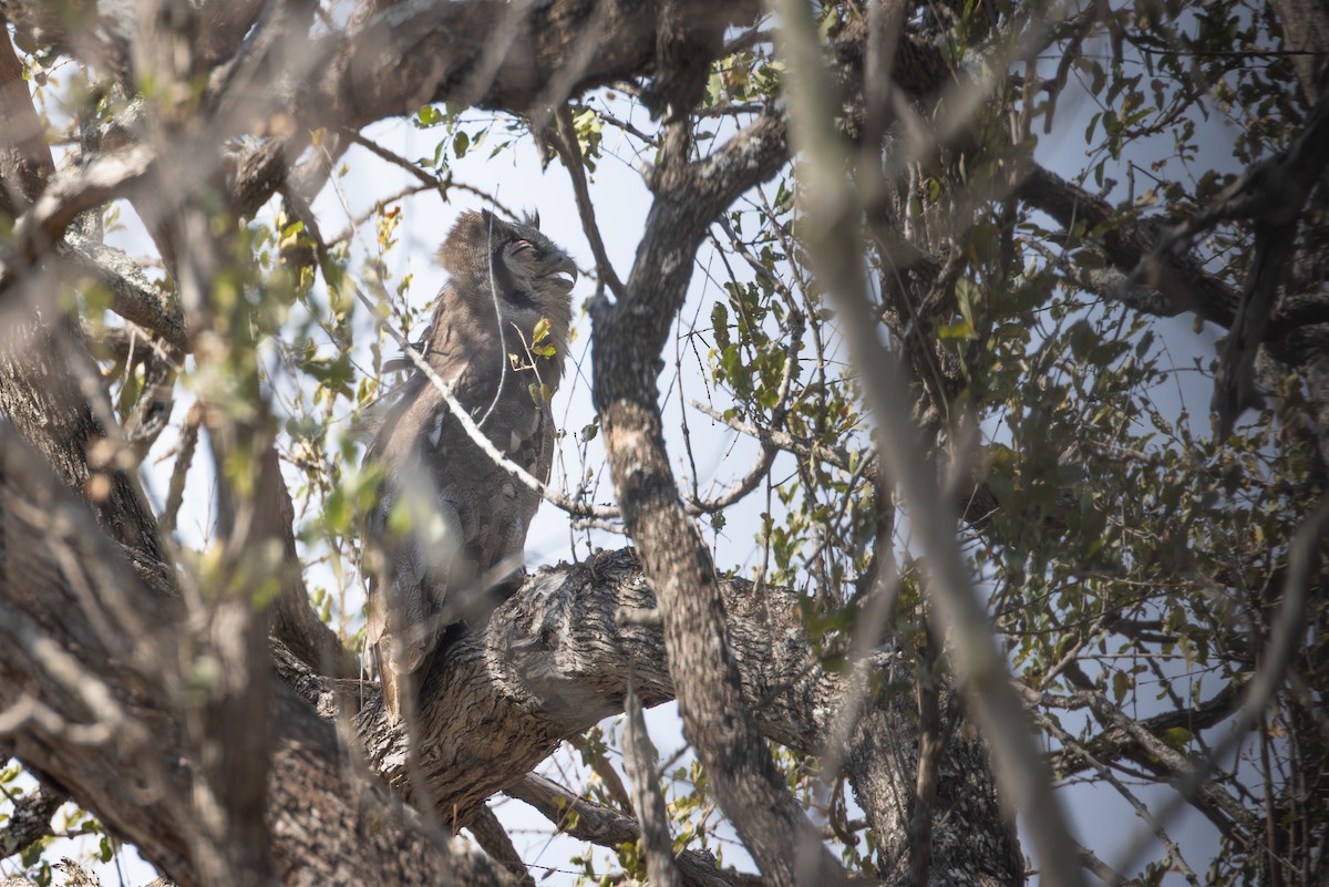 Verreaux's Eagle-Owl - ML644734151