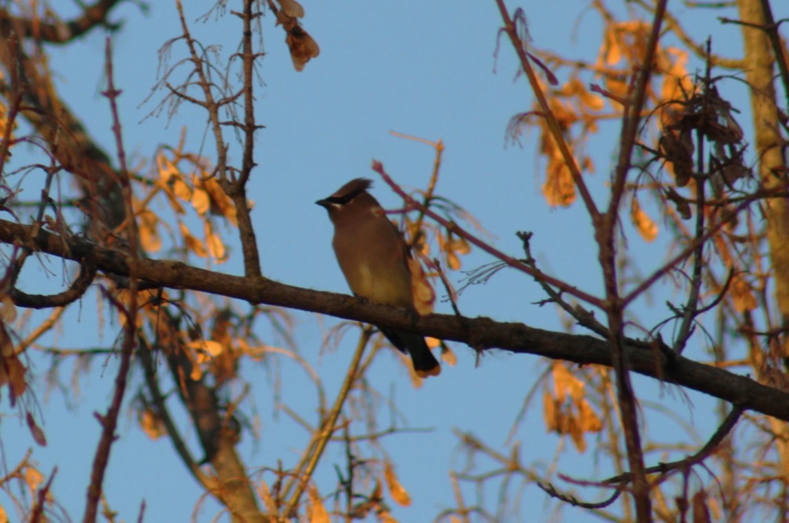 Cedar Waxwing - ML644734153