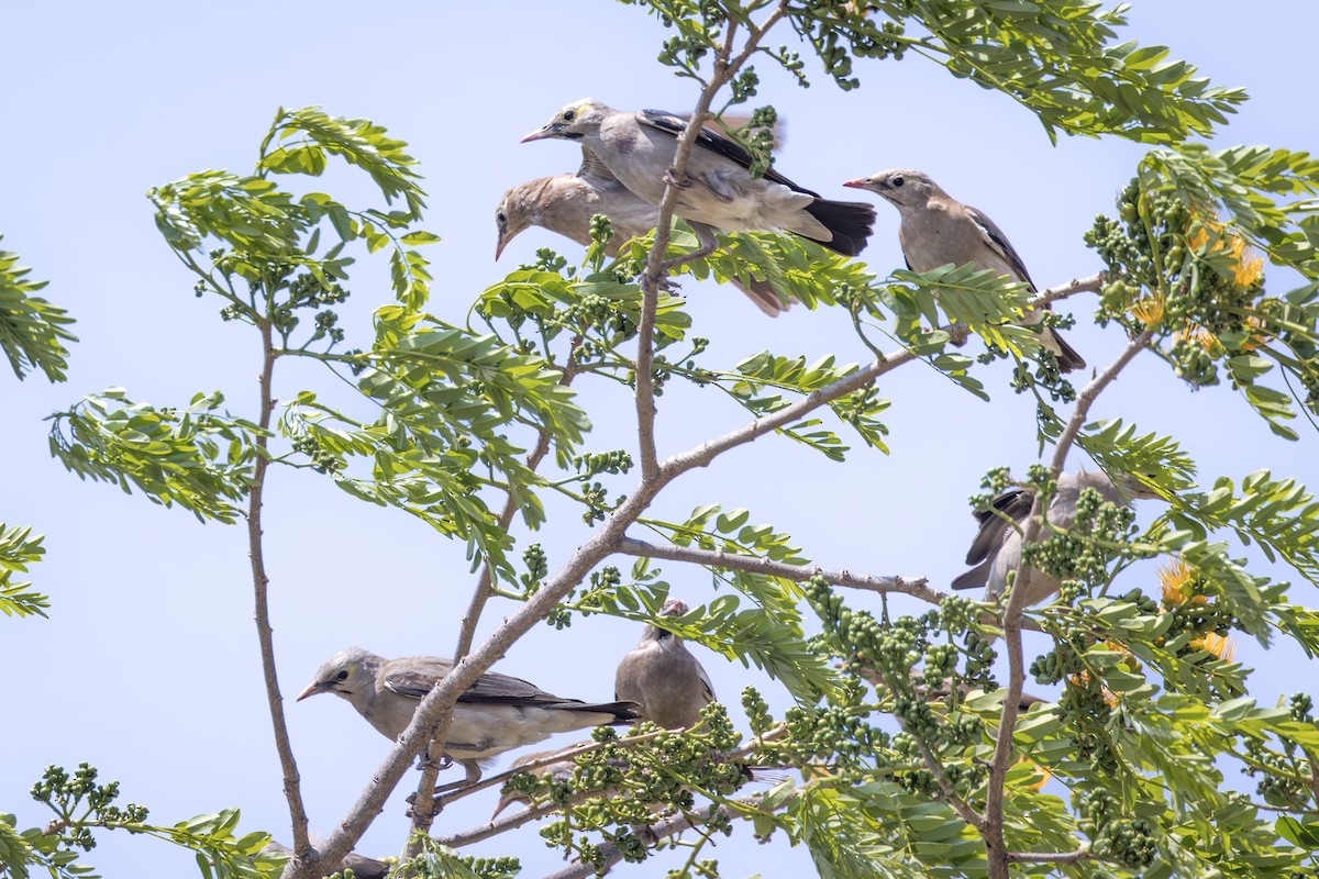 Wattled Starling - ML644734154