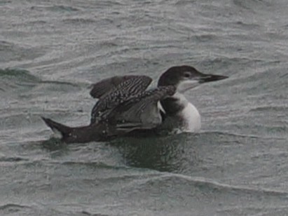 Aliota handia - ML644734201