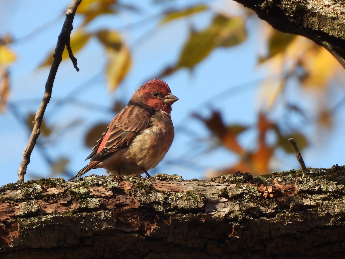 Purpurgimpel - ML644734207