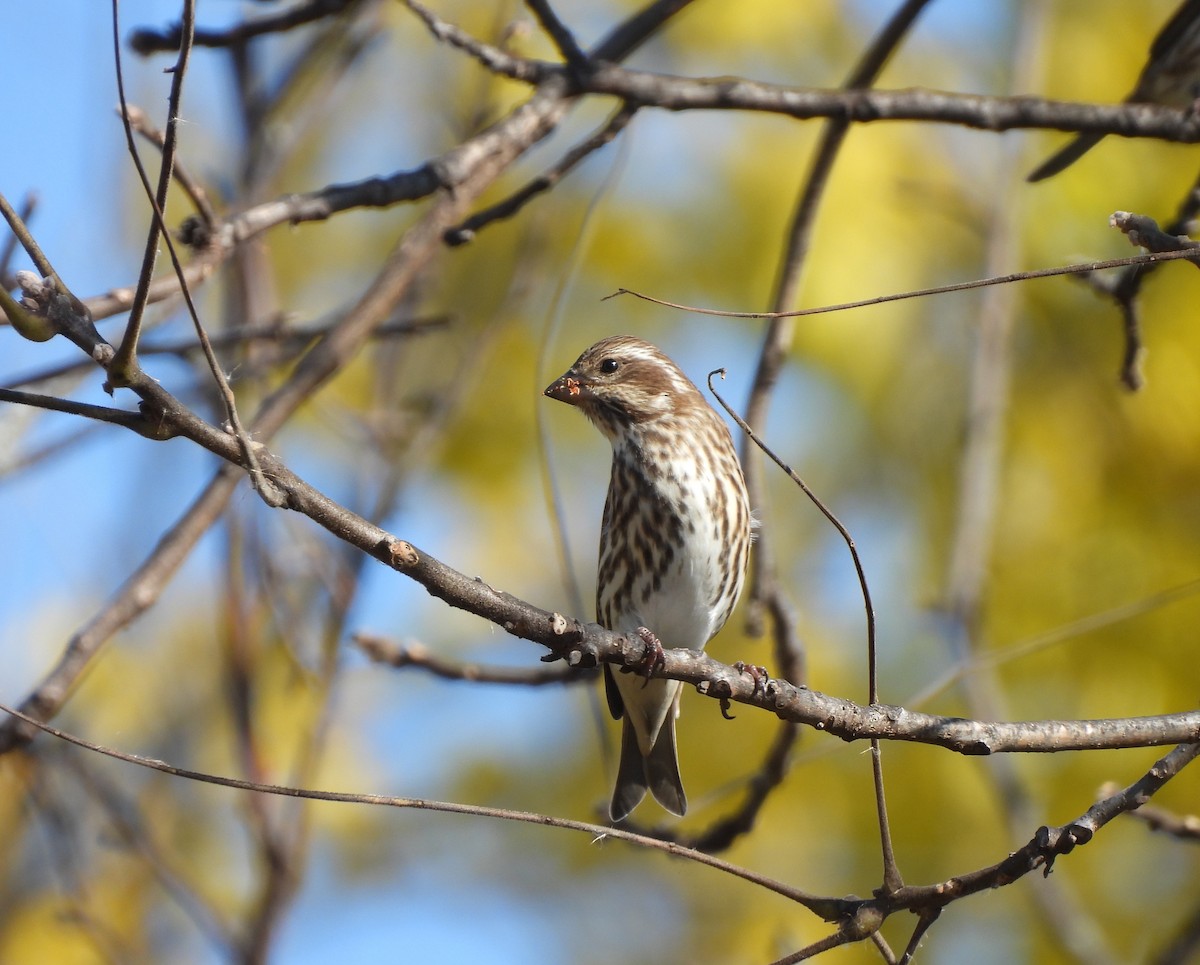 Purpurgimpel - ML644734213