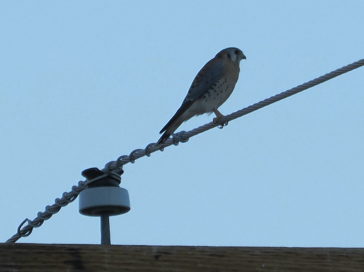 בז אמריקני - ML644734214