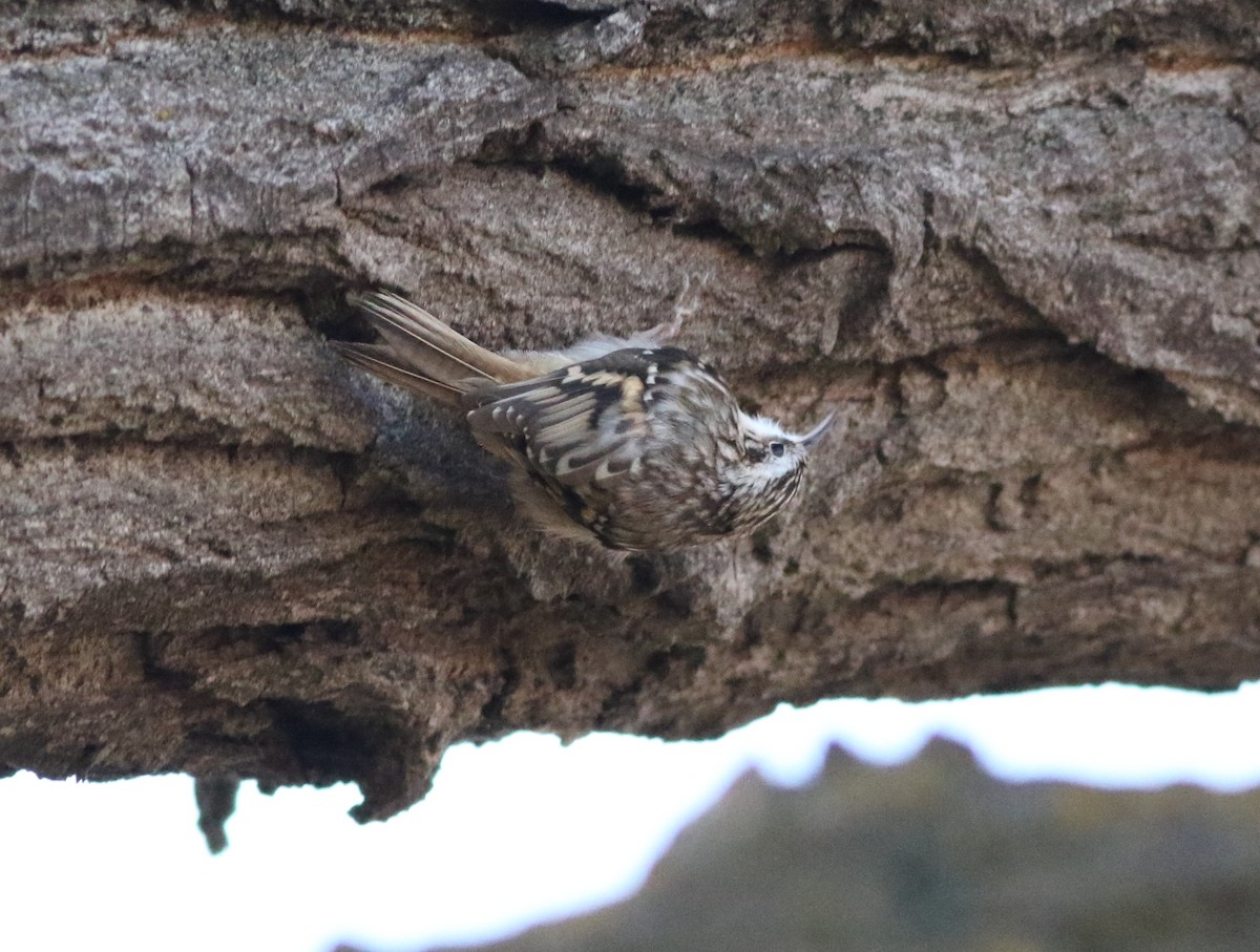 amerikatrekryper - ML644734239