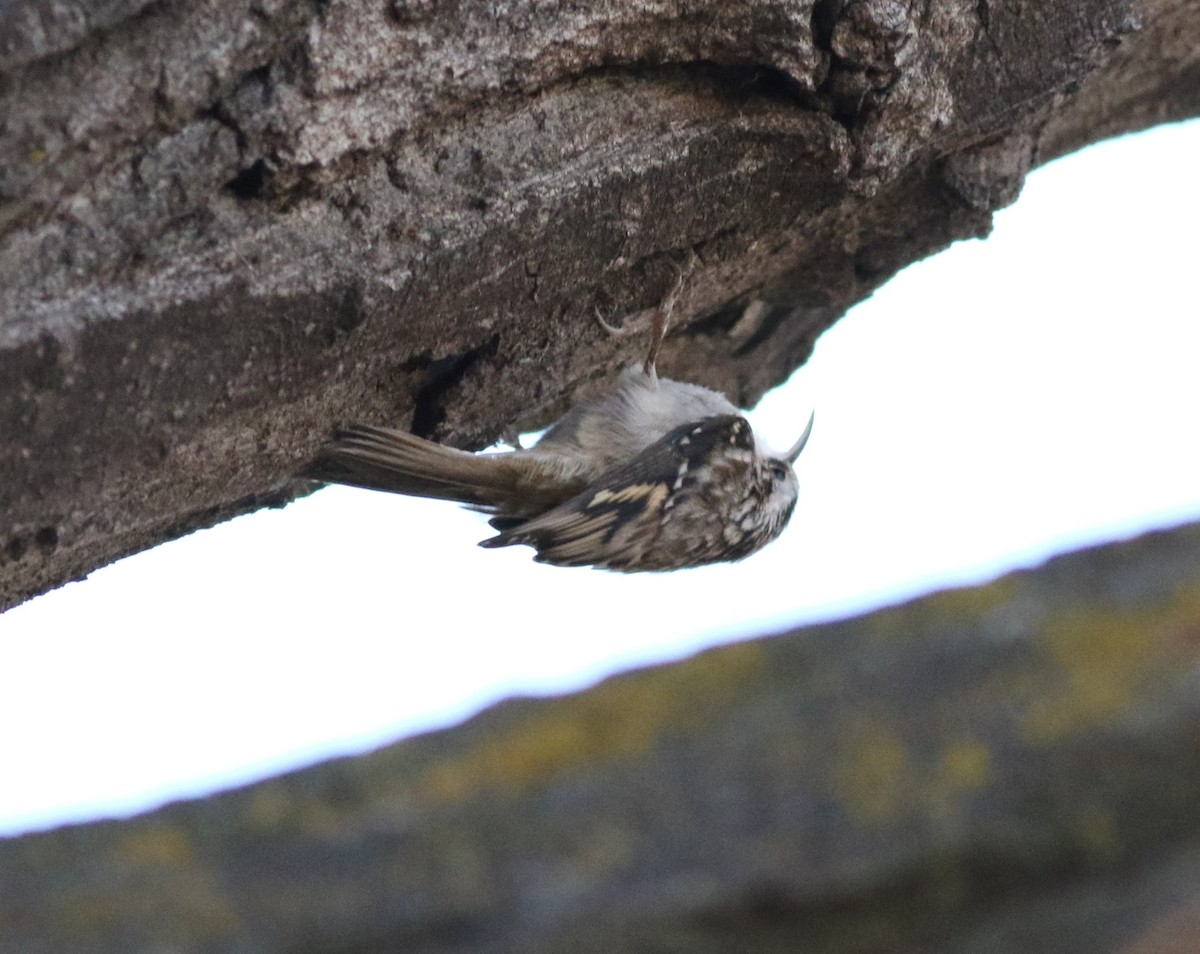 amerikatrekryper - ML644734240