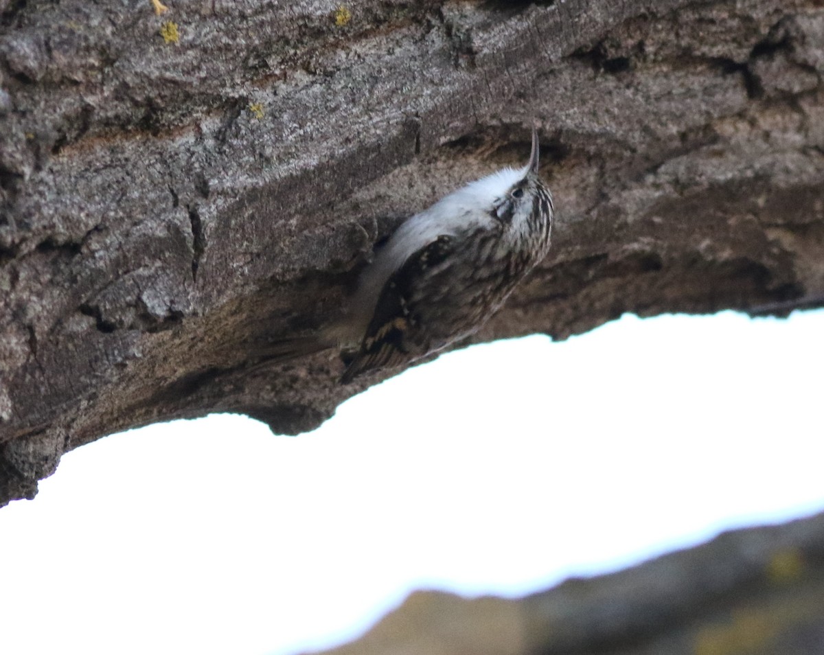 amerikatrekryper - ML644734241