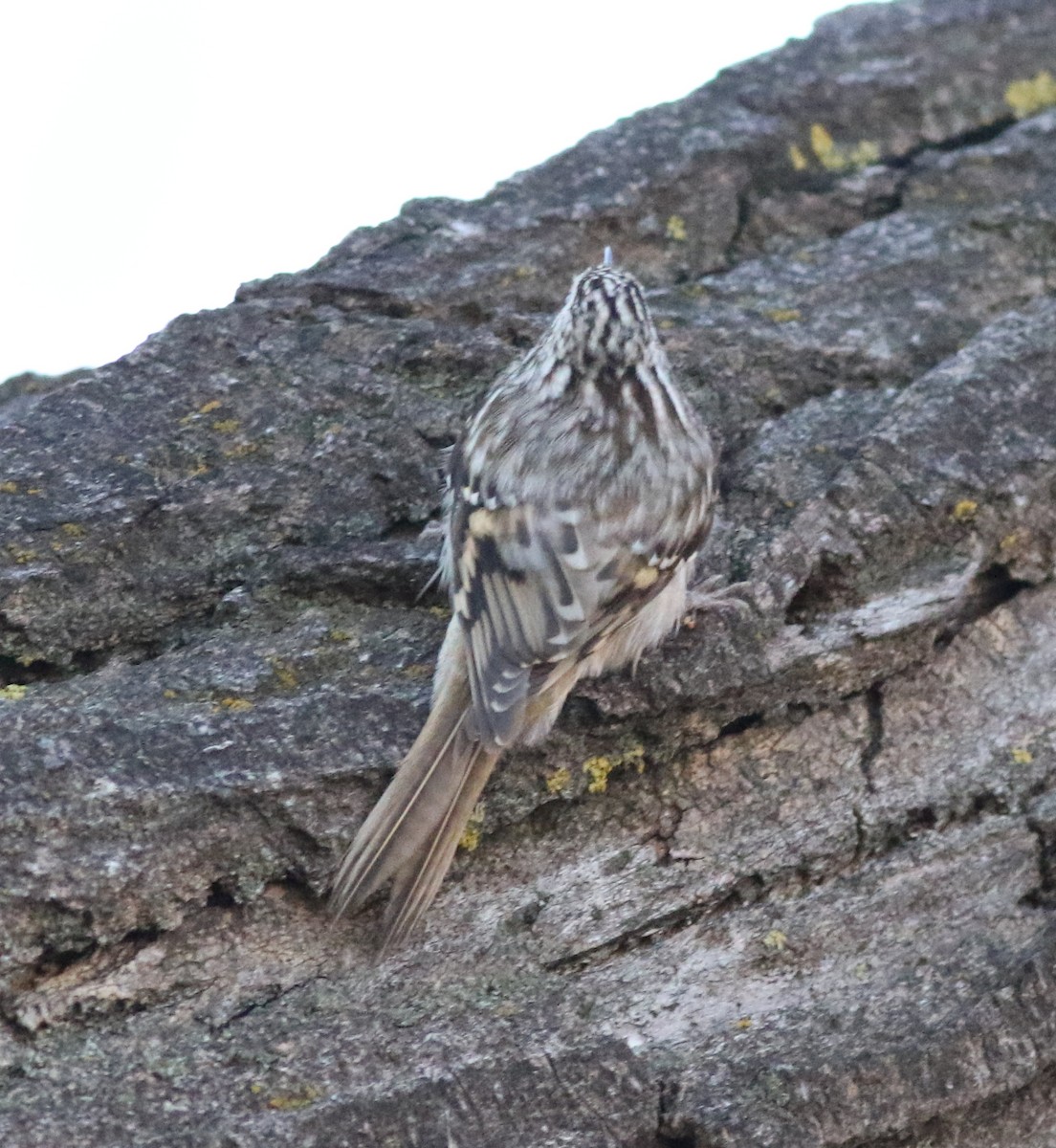 amerikatrekryper - ML644734244