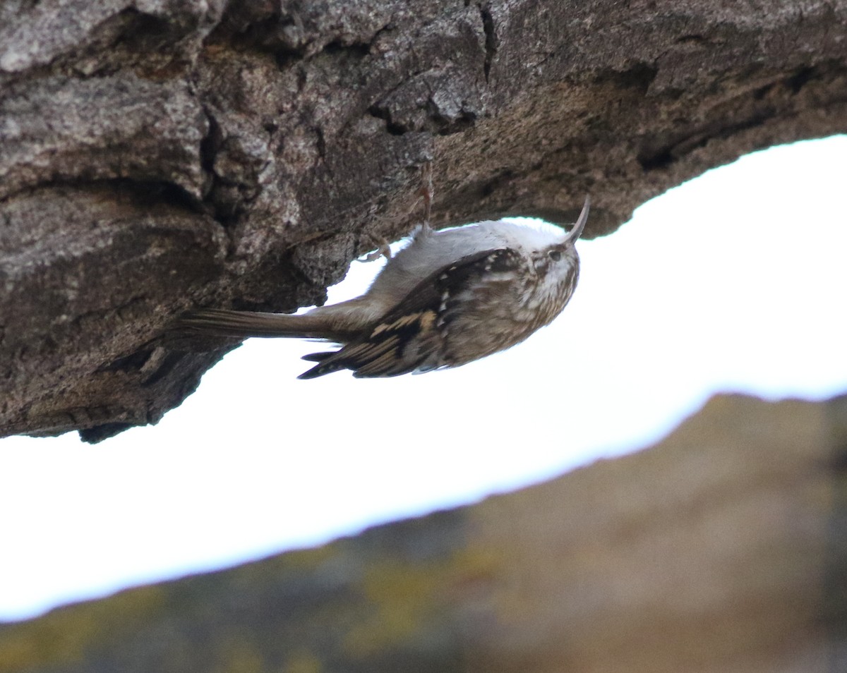 amerikatrekryper - ML644734245