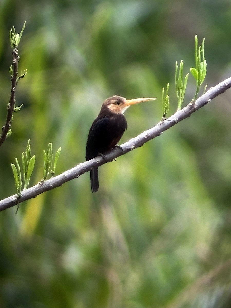 White-throated Jacamar - ML644734261