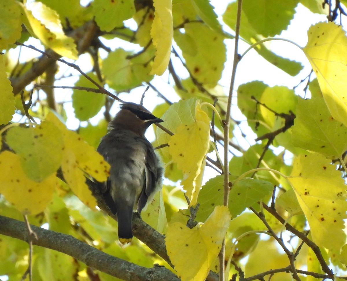 Cedar Waxwing - ML644734272
