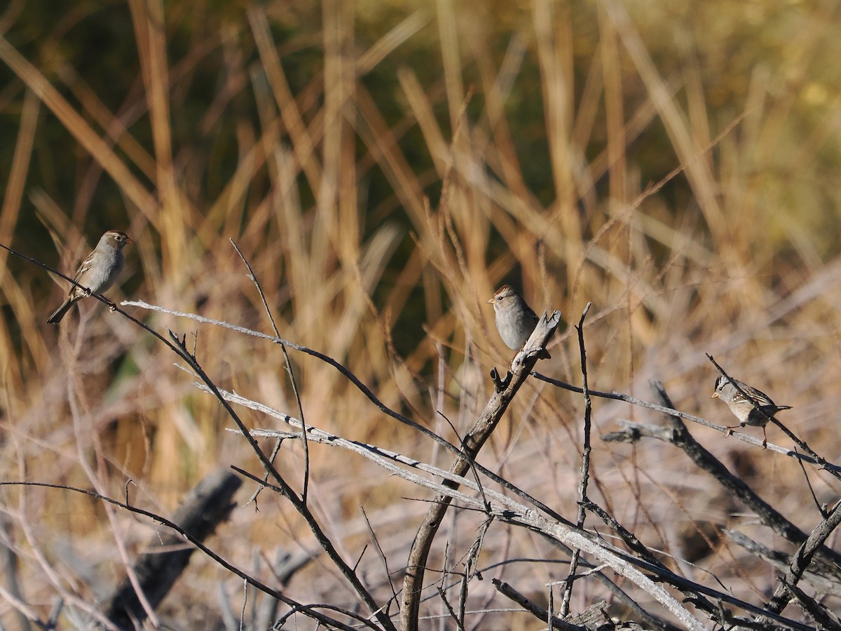 Белобровая овсянка - ML644734274