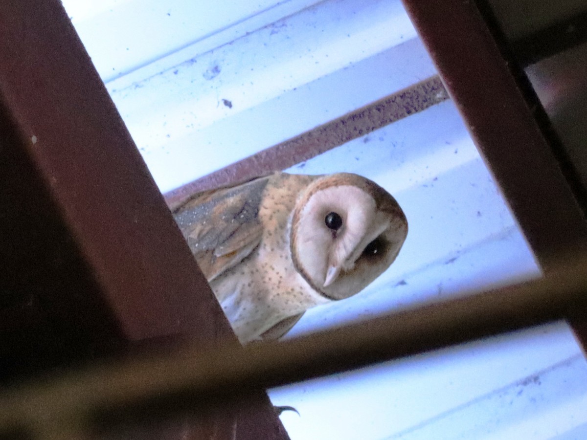 Effraie d'Amérique - ML644734285