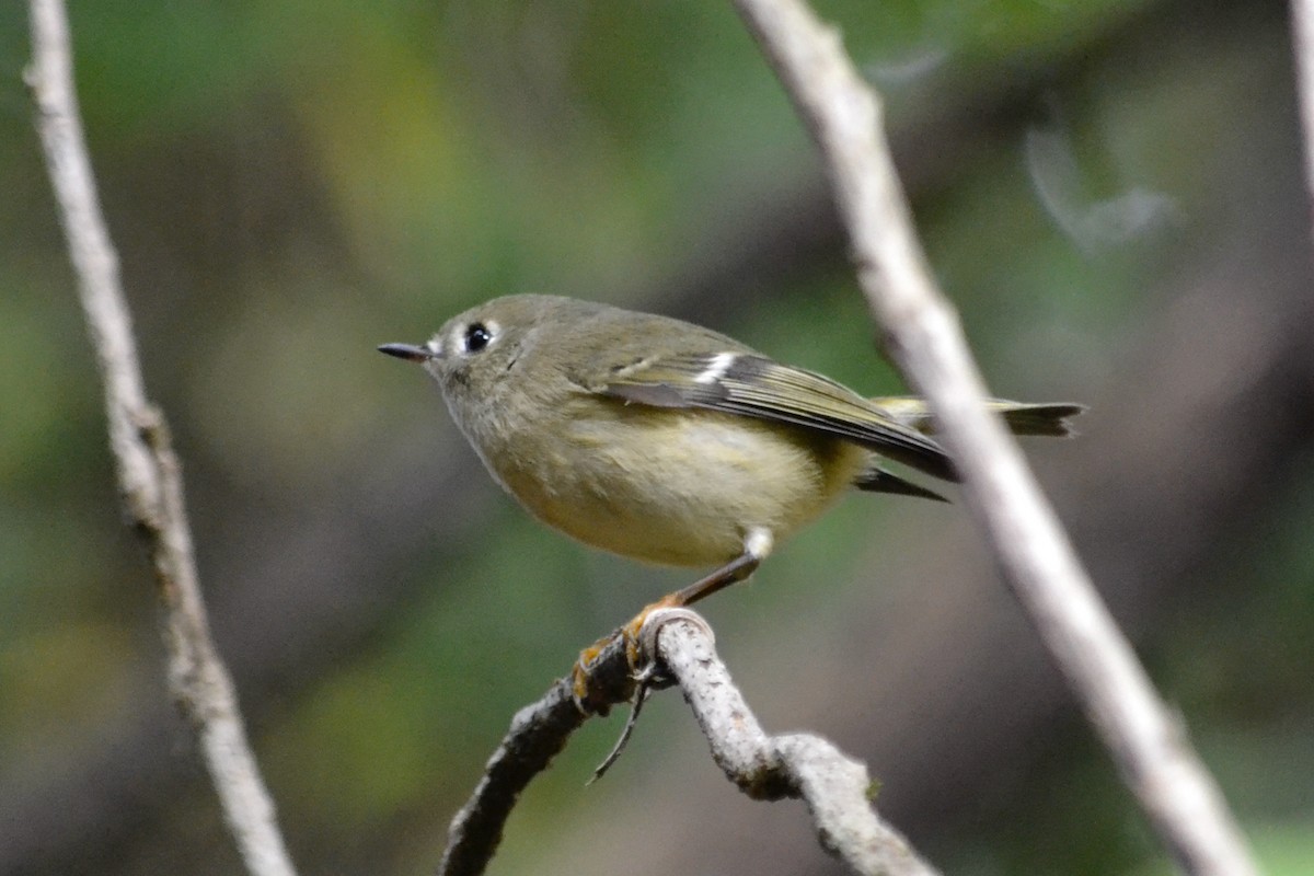 Ruby-crowned Kinglet - ML644734297