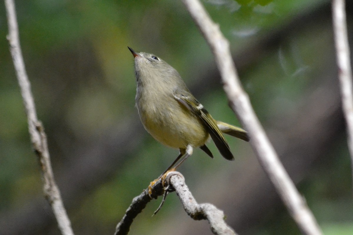 Ruby-crowned Kinglet - ML644734298