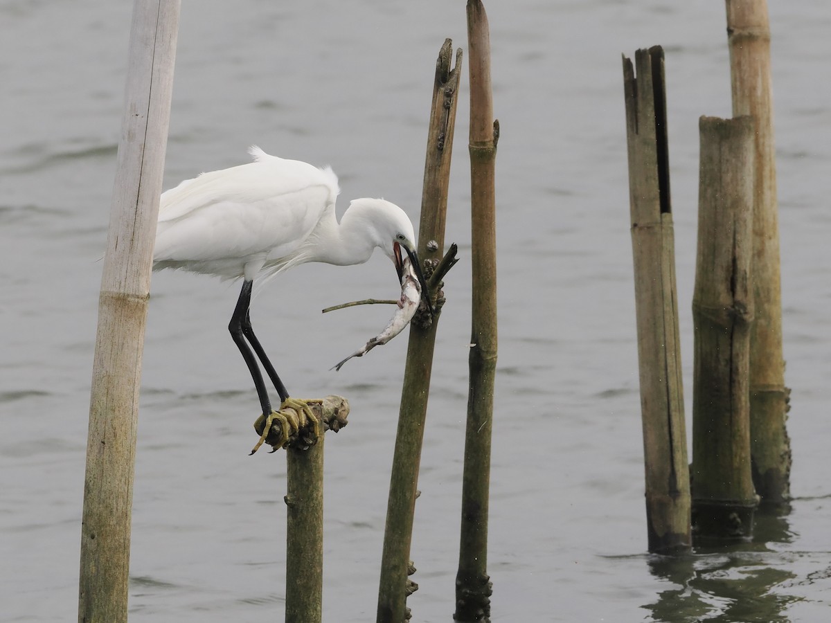 Little Egret - ML644734313