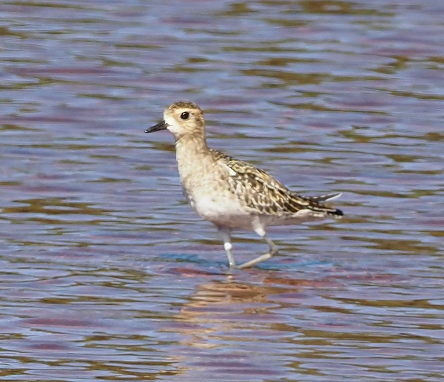 Piviere orientale - ML644734330