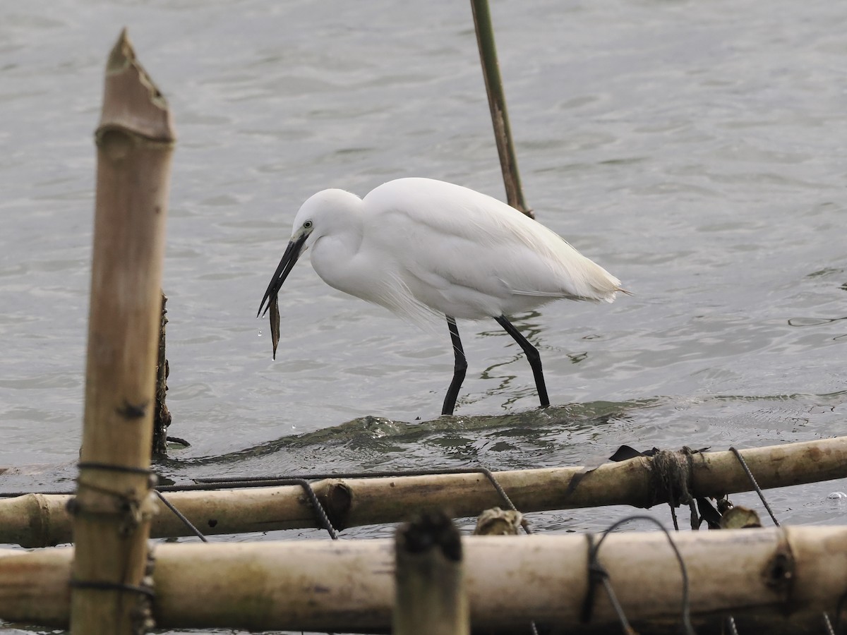 Little Egret - ML644734332