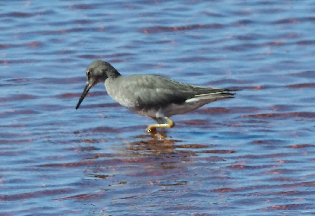 Wandering Tattler - ML644734333