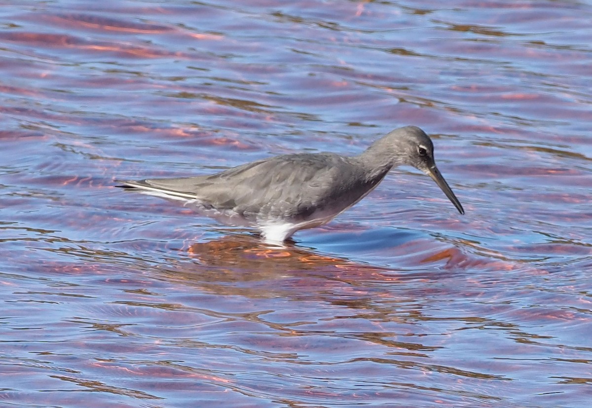 Wandering Tattler - ML644734337
