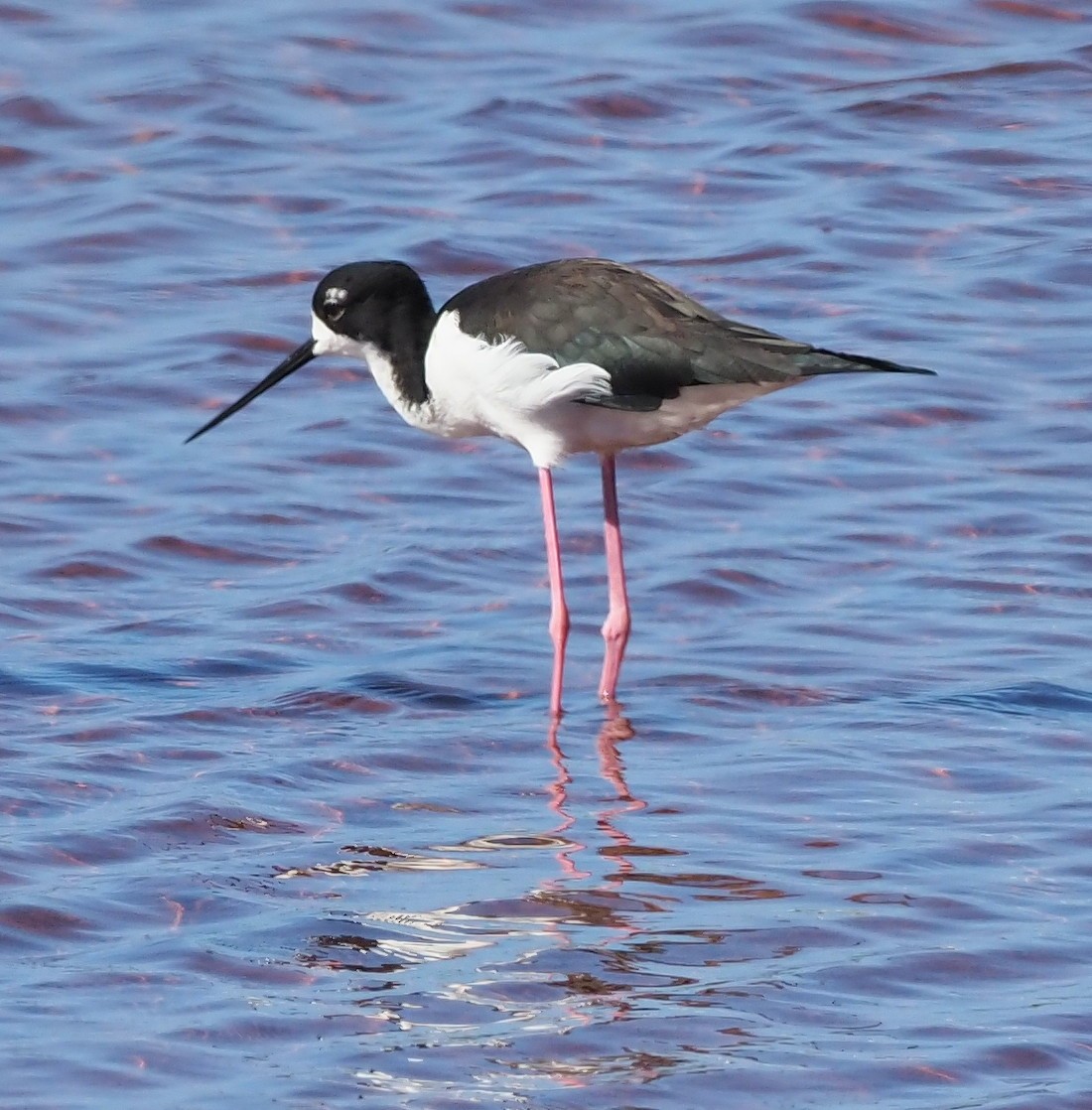 Black-necked Stilt (Hawaiian) - ML644734356
