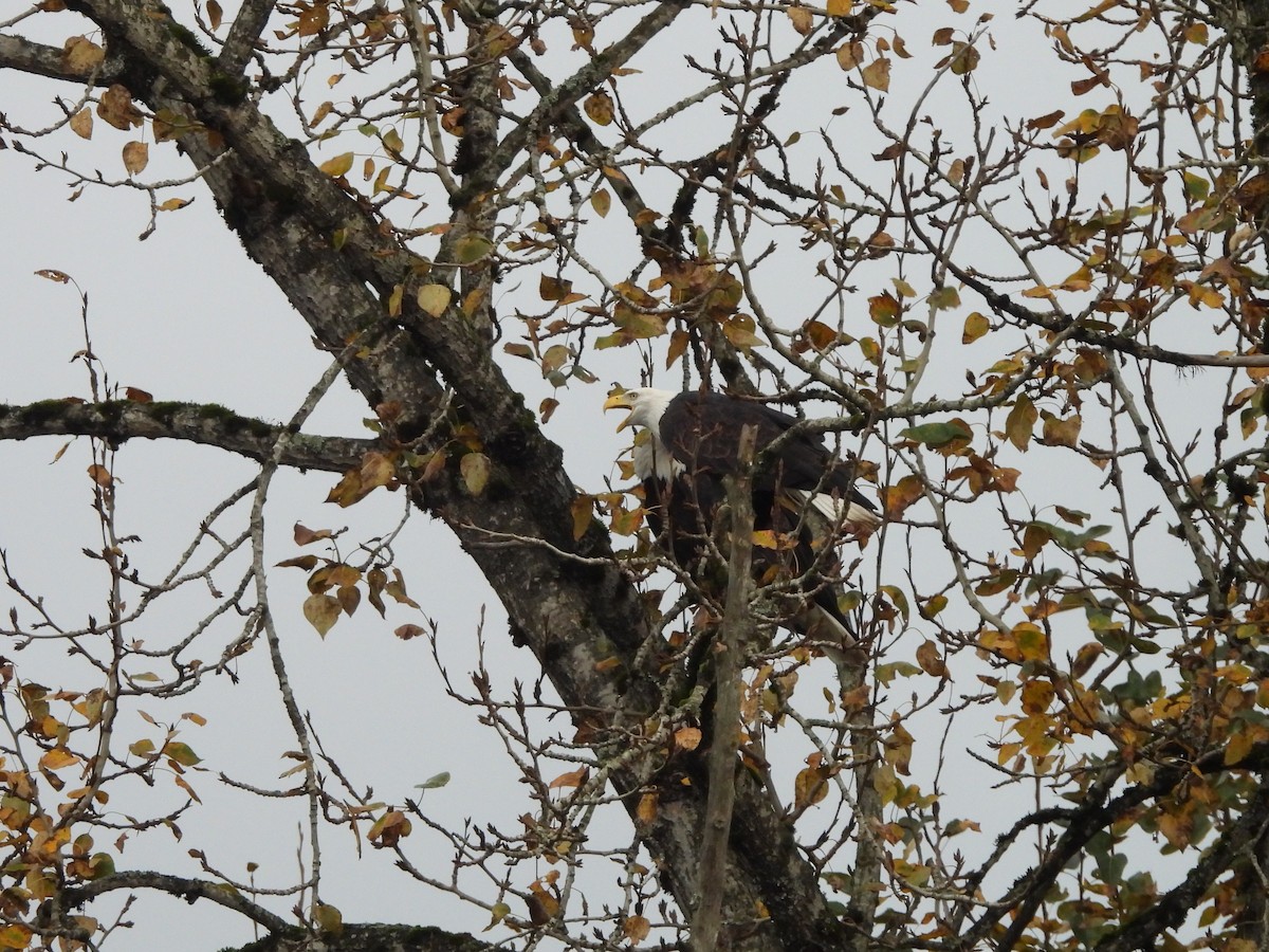 Pygargue à tête blanche - ML644734371