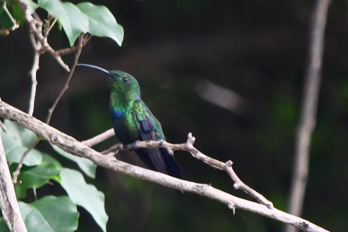 Green-throated Carib - ML644734381