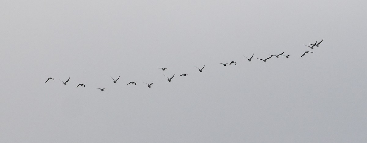 shorebird sp. - ML644734386